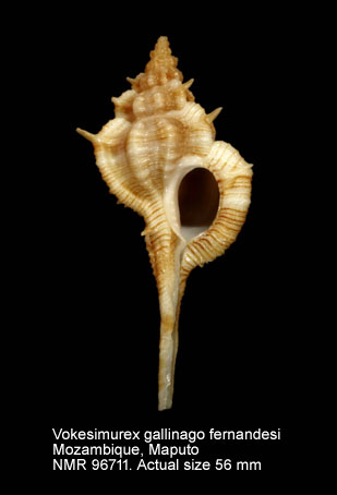 Vokesimurex gallinago fernandesi.jpg - Vokesimurex gallinago fernandesi (Houart,1990)
